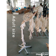 PNT-0101F 180cm Skeleton Model Type with flexible spine model